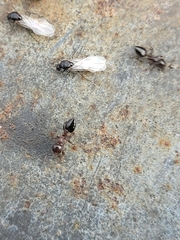 Crematogaster cerasi