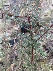 Pultenaea gunnii