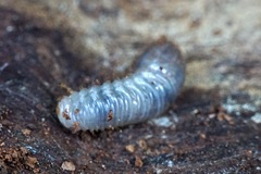 Scarabaeidae