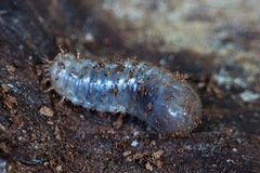 Scarabaeidae