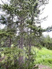 Pinus contorta