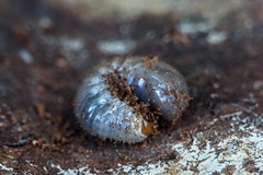 Scarabaeidae