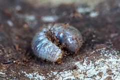 Scarabaeidae