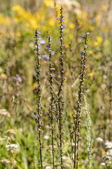 Campanula bononiensis