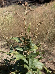 Koenigia phytolaccifolia