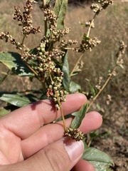 Koenigia phytolaccifolia
