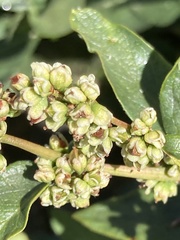 Koenigia phytolaccifolia