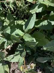 Koenigia phytolaccifolia