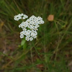 Achillea millefolium