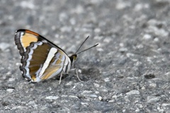 Adelpha californica