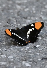 Adelpha californica