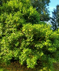 Ligustrum ovalifolium