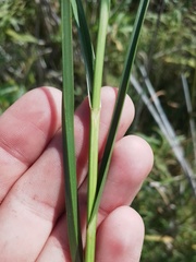 Bolboschoenus maritimus