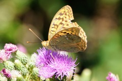 Argynnis pandora