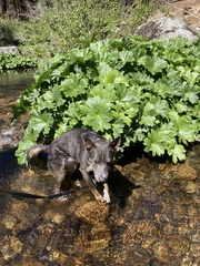 Darmera peltata