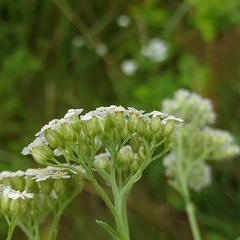 Achillea millefolium