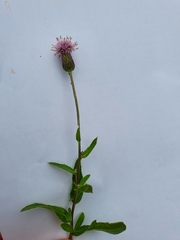 Cirsium arvense