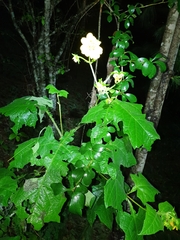 Smallanthus maculatus