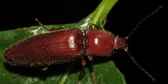Hemicrepidius melanophthalmus