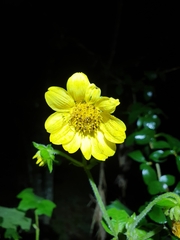 Smallanthus maculatus