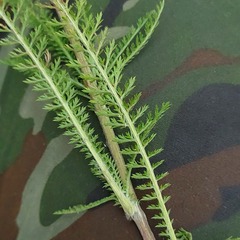 Achillea millefolium