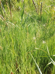Agrostis