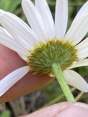 Leucanthemum vulgare