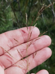 Agrostis