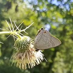 Deudorix epijarbas