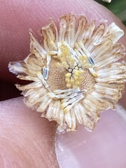 Leucanthemum vulgare