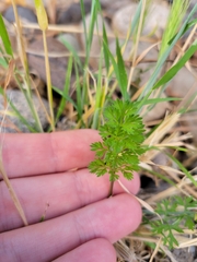 Daucus