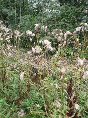 Cirsium arvense