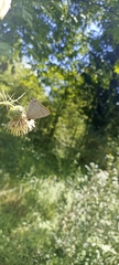 Deudorix epijarbas