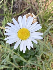 Leucanthemum vulgare