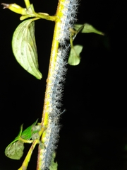 Saturniidae