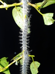 Saturniidae