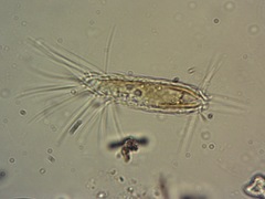 Mallomonas teilingii