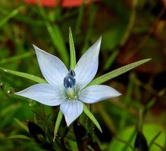 Lomatogonium rotatum
