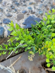 Lepidium virginicum