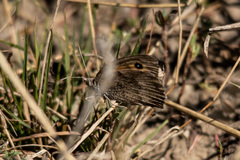 Hyponephele lycaon