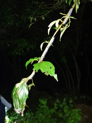 Saturniidae