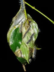 Saturniidae