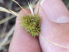 Carex athrostachya