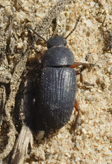 Blapstinus discolor