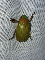 Chrysina