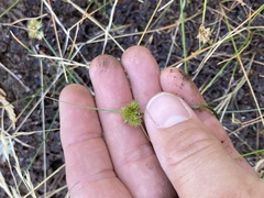 Carex athrostachya