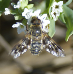 Thyridanthrax nugator