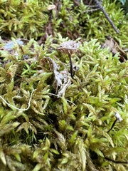 Cantharellula umbonata