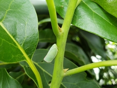 Geisha distinctissima