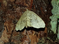 Epipleminae
